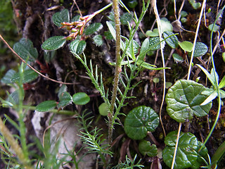 Achillea oxyloba