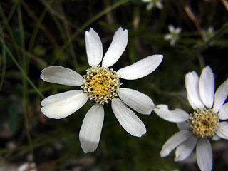 Achillea oxyloba