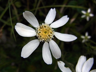 Achillea oxyloba