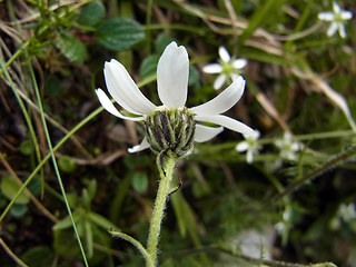 Achillea oxyloba