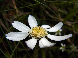 Achillea oxyloba