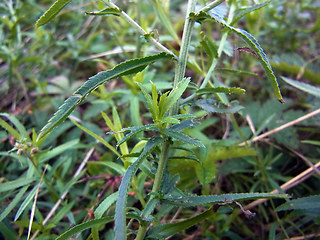 Achillea ptarmica