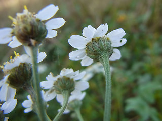 Achillea ptarmica