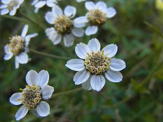 Achillea ptarmica