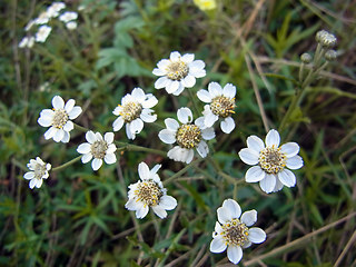 Achillea ptarmica