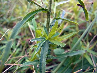 Achillea ptarmica