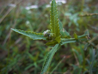 Achillea ptarmica