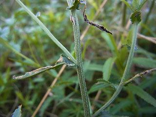 Achillea ptarmica