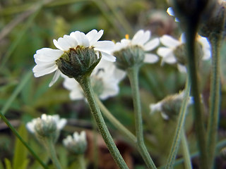 Achillea ptarmica