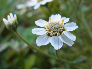 Achillea ptarmica