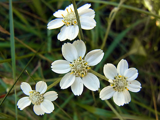 Achillea ptarmica