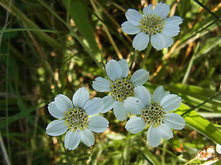 Achillea ptarmica