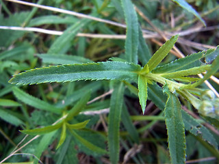 Achillea ptarmica