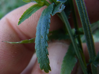 Achillea ptarmica