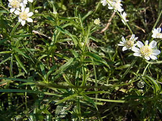 Achillea ptarmica