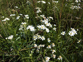 Achillea ptarmica