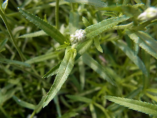 Achillea ptarmica