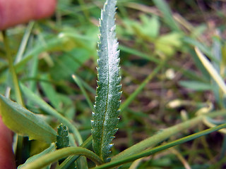 Achillea ptarmica