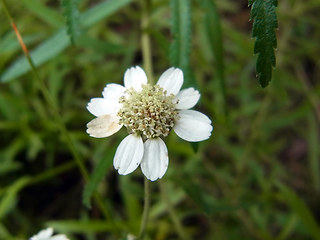 Achillea salicifolia