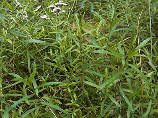 Achillea salicifolia