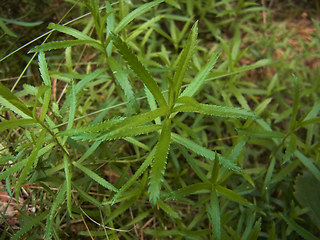 Achillea salicifolia