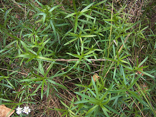 Achillea salicifolia