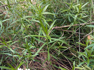 Achillea salicifolia