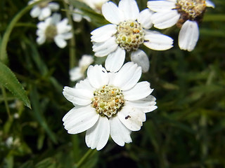 Achillea salicifolia