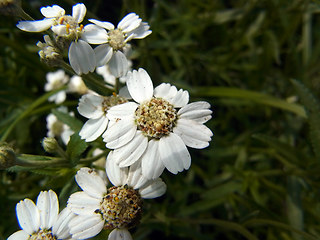 Achillea salicifolia