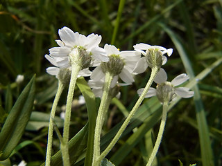 Achillea salicifolia