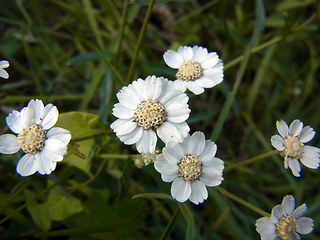 Achillea salicifolia