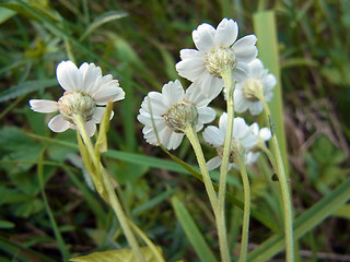 Achillea salicifolia