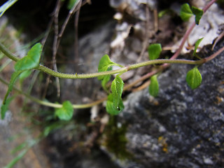 Acinos alpinus