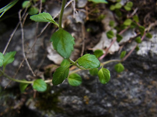 Acinos alpinus