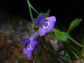 Acinos alpinus