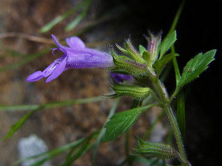 Acinos alpinus