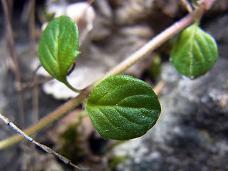 Acinos alpinus