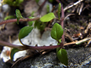 Acinos alpinus