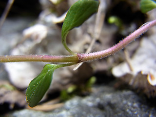 Acinos alpinus