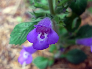 Acinos alpinus