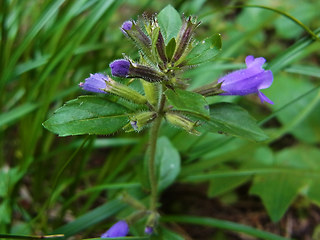 Acinos alpinus