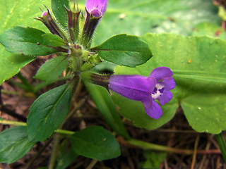 Acinos alpinus