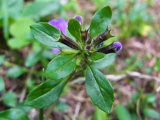 Acinos alpinus