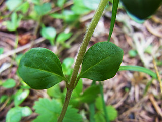 Acinos alpinus