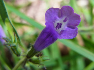 Acinos alpinus