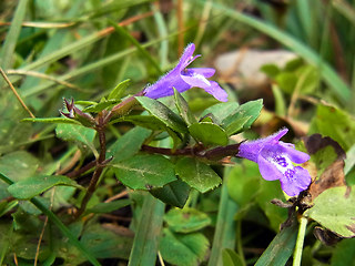 Acinos alpinus