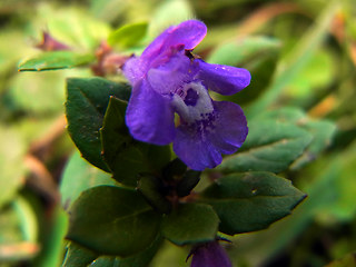 Acinos alpinus