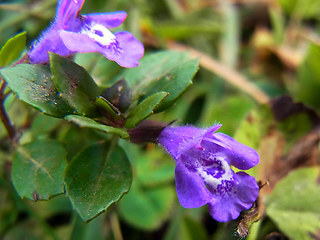 Acinos alpinus