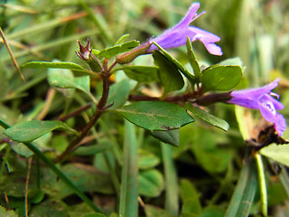 Acinos alpinus