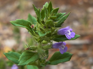 Acinos arvensis